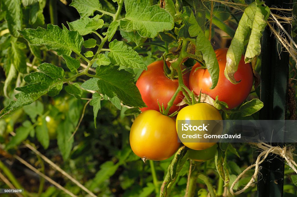 Close-up Ripening Organic Tomatoes on the Vine Close-up of organic tomatoes growing on vines on a California farm. Agriculture Stock Photo