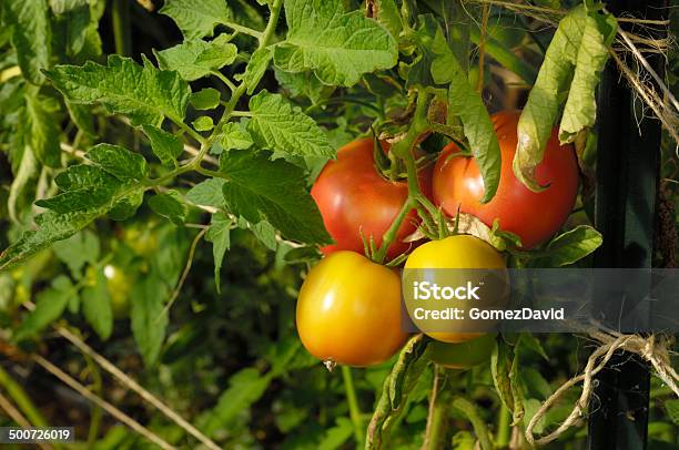 Closeup Ripening Organic Tomatoes On The Vine Stock Photo - Download Image Now - Agriculture, Bunch, Business