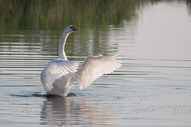 istock bandmaster elegant swan enjoying water 500726336