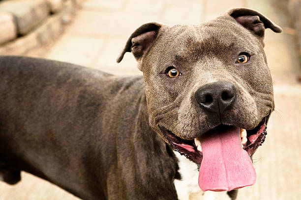 pit bull dog closeup with friendly smile - 比特犬 個照片及圖片檔