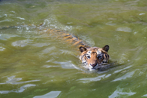 Tiger Swimming in the creek.