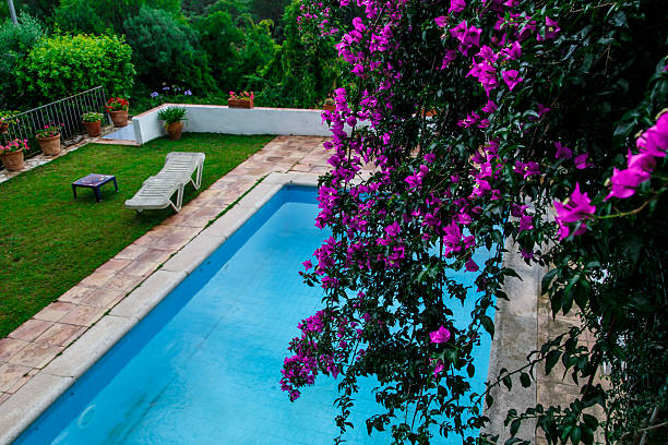 istock purple flowers pool 500727451