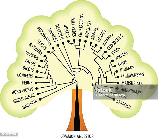 Evolution Tree Stock Illustration - Download Image Now - Algae, Amphibian, Bacterium