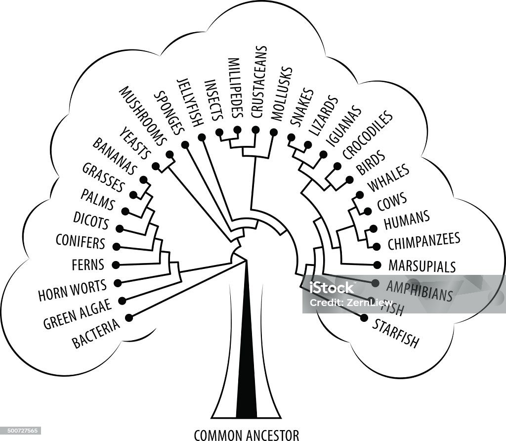Evolution Tree Visualisation Evolution Tree Stock Illustration - Download Image Now - Algae ...