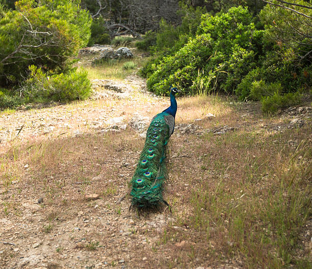 istock Peacock on the Greece island. 500727967
