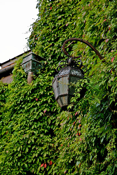 istock Hanging street lamp with vines growing climbers 500729684