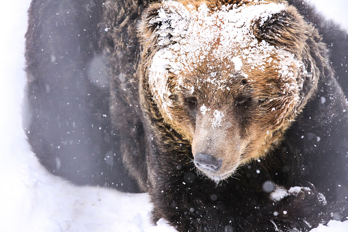 Grizzly, The Snow Brown Bear, Hokkaido, Japan