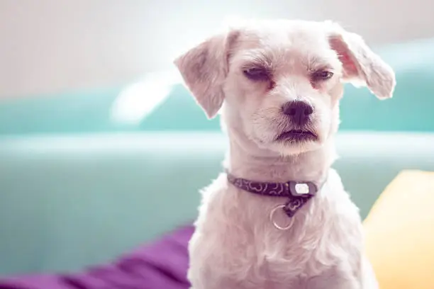 Photo of Grumpy little  dog in a colorful background