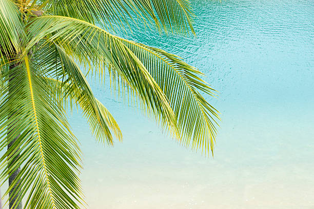 istock tropical sea resort 500731144