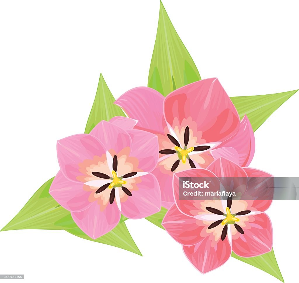 Tulip Top View Stock Illustration - Download Image Now - Beauty