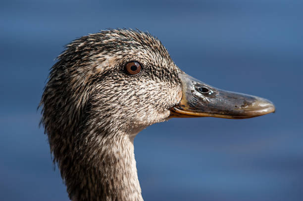 istock Head of a female duck 500734142
