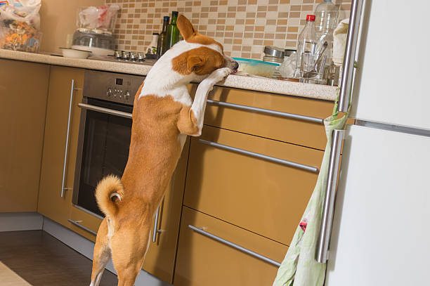 istock Hungry young thief having a look at kitchen bar 500734414