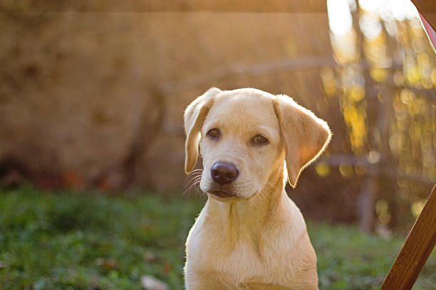 istock Labrador retriever puppy in the yard 500734808