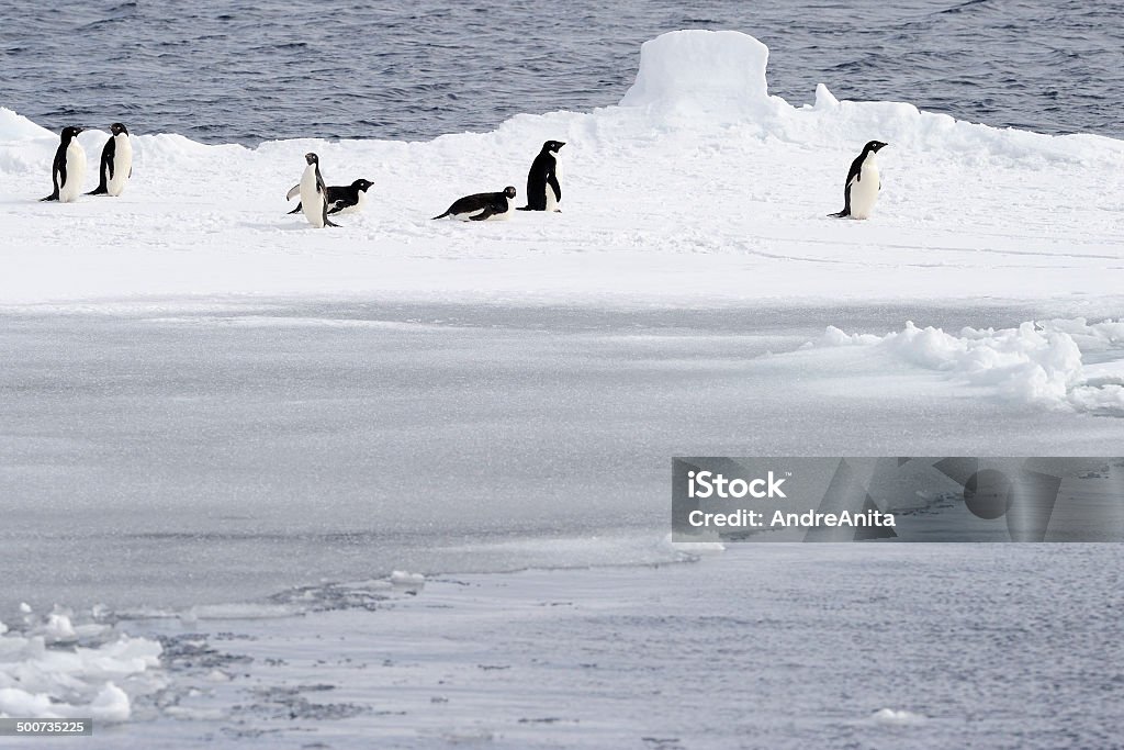 Pingouins d'Adélie et de glace. - Photo de Mer de Ross libre de droits