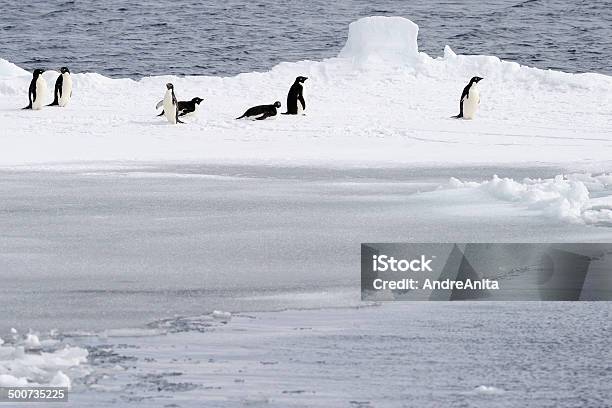 Photo libre de droit de Pingouins Dadélie Et De Glace banque d'images et plus d'images libres de droit de Mer de Ross - Mer de Ross, Nouvelle-Zélande, Îles sub-antarctiques