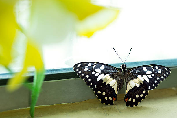 reposo mariposa del limón - lime butterfly fotografías e imágenes de stock