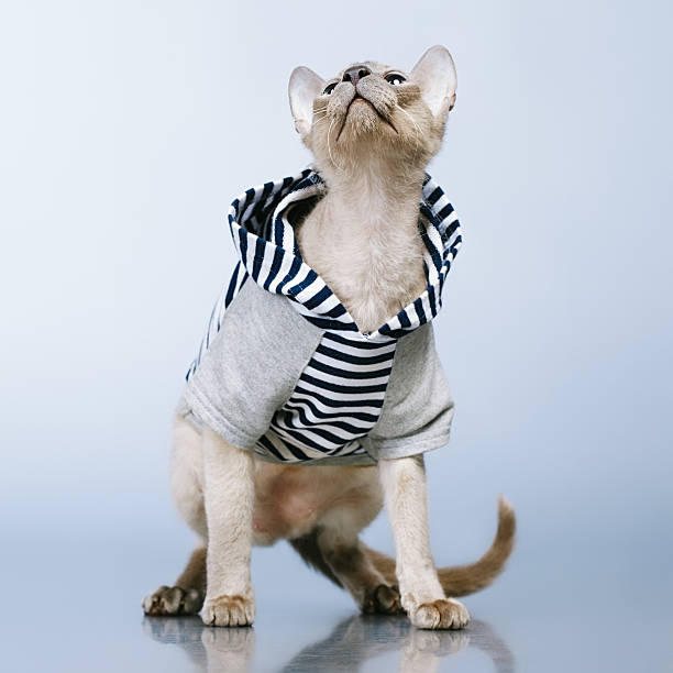 istock Peterbald Cat in Hoody 500735595