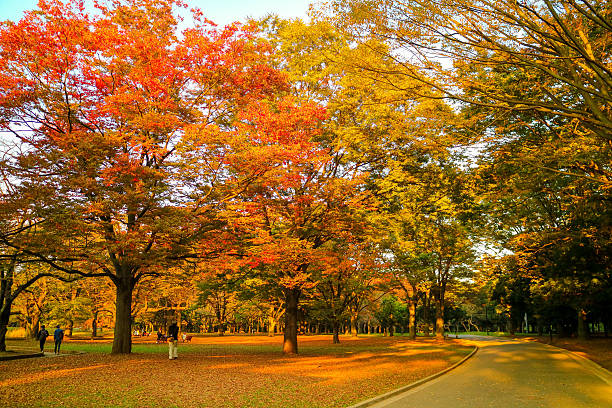 One autumn evening,Autumn often brings on feelings of melancholy, especially at dusk.