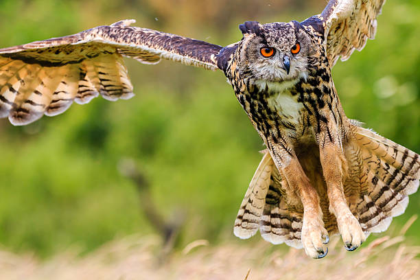 istock Eagle Owl swooping low to hunt prey 500736557