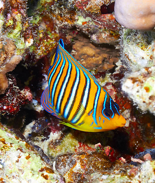 peixe borboleta real - beauty in nature coral angelfish fish - fotografias e filmes do acervo