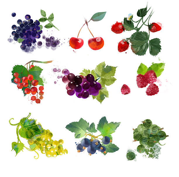 水彩ベリーセット - gooseberry fruit berry backgrounds点のイラ��スト素材／クリップアート素材／マンガ素材／アイコン素材