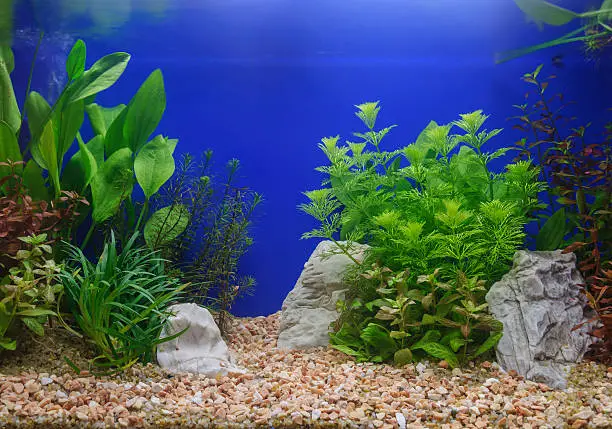 Aquascaping of the beautiful planted tropical freshwater aquarium