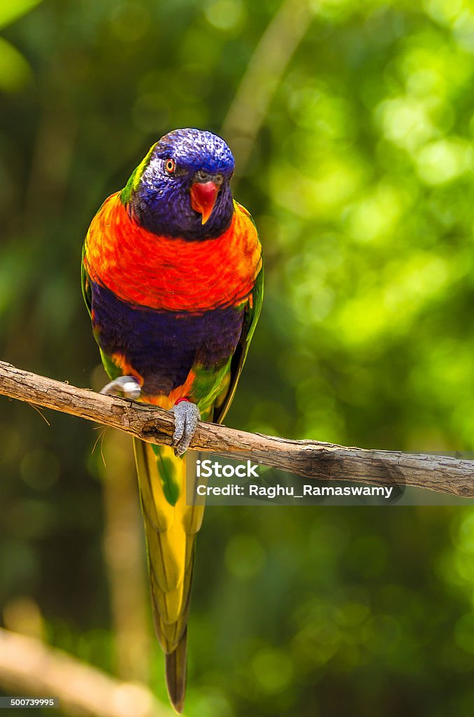 Rainbow Blue parakeet Animal Stock Photo