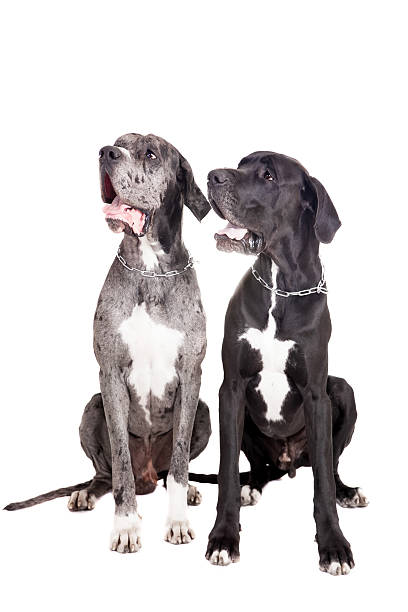 Two great Dane dogs on white Two great Dane dogs isolated on white background dane county stock pictures, royalty-free photos & images
