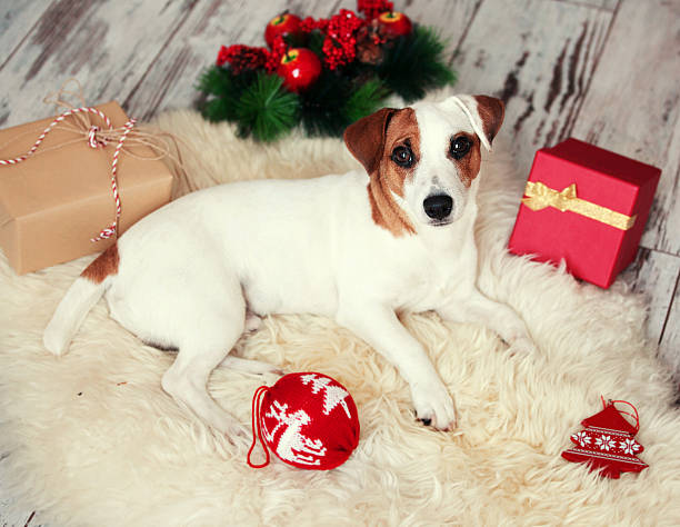 istock Dog at christmas decoration 500744784