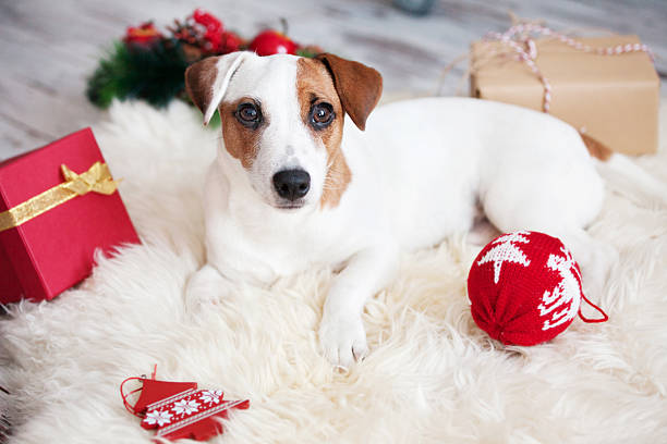 istock Dog at christmas decoration 500744896