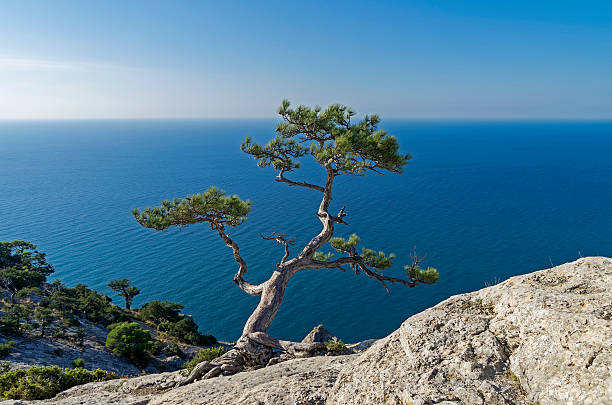 istock Relic pine in the rocks on the seashore. 500745184
