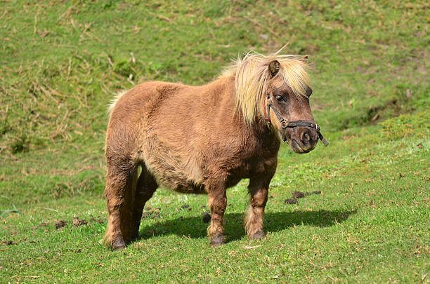 istock Brown Pony outdoor 500745382
