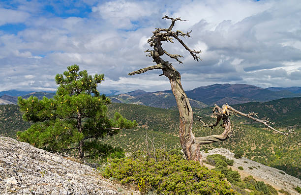 istock Relic pine trees in the Crimean mountains 500745404