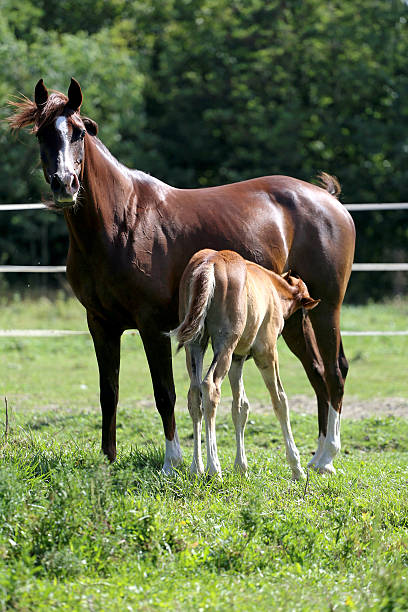 istock Mare and little filly breastfeeding 500746236