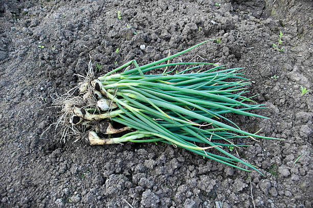istock Bunch of green onions on the ground. 500746504
