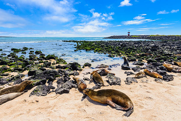 Fur seals at Punta Carola beach, Galapagos islands (Ecuador) stock photo