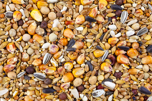 Mixed bird seed close up as background