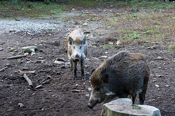 кабан из дерева. кабана в грязь (sus scrofa - laurasiatheria стоковые фото и изображения