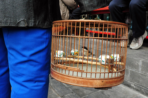A small bird in a golden cage.