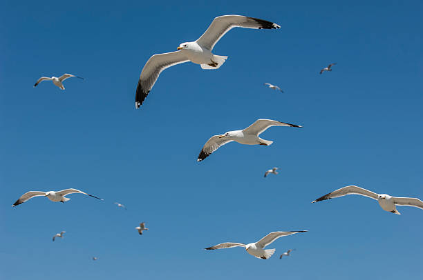 istock Flock of California Seagulls Flying Overhead 500748608