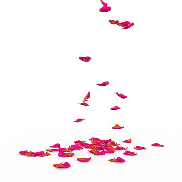 istock Rose petals fall to the floor 500748774