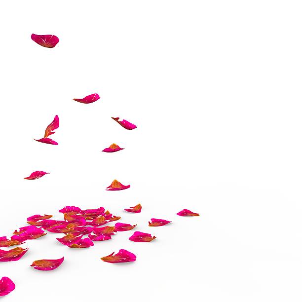 istock Rose petals fall to the floor 500748920