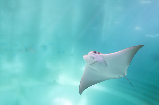 stingray swimming under blue ocean like flying in sky and facing to camera