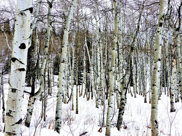 istock Aspen Trees in the Snow 500749718