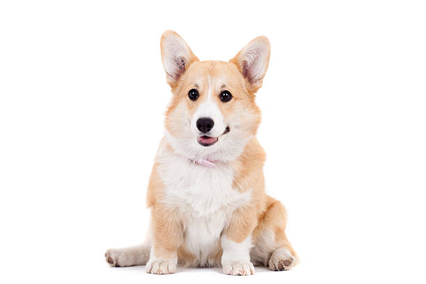 istock Pembroke Welsh Corgi puppy 500749949
