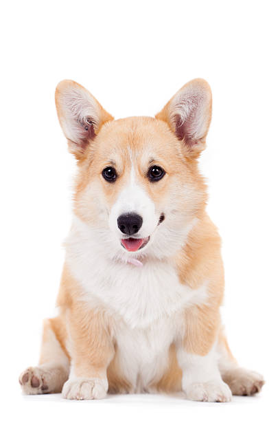 istock Pembroke Welsh Corgi puppy 500749953