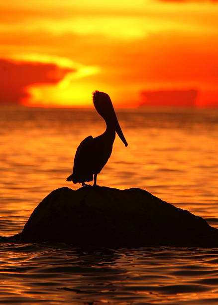 istock VENEZUELA CARIBBEAN ISLANDS LOS ROQUES PELICAN 500750089