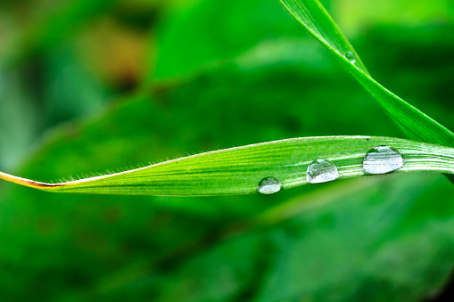 A macro shot of a leaf with a small drop