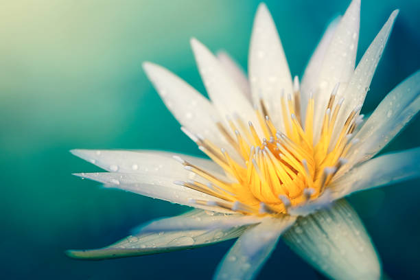 lilia wodna kwitnąć - single flower macro lotus close up zdjęcia i obrazy z banku zdjęć