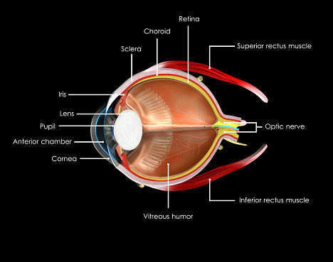The human eye is an organ that reacts to light and has several purposes. As a conscious sense organ, the mammalian eye allows vision.